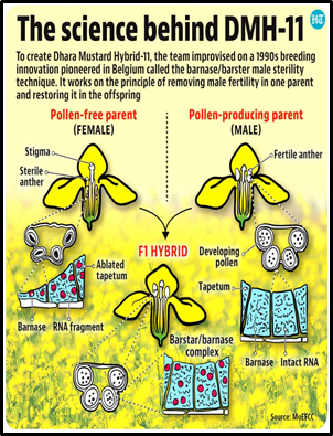 SUPREME COURT'S SPLIT VERDICT ON GM MUSTARD  - UPSC