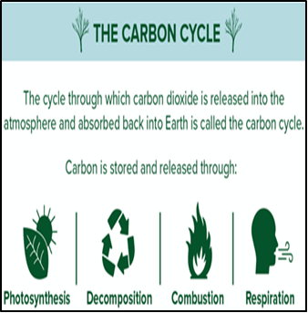 COLD WAR NUCLEAR DATA REVEALS FASTER CARBON CYCLING - UPSC