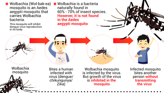 DENGUE CONTROL: THE UNREALISED PROMISE OF WOLBACHIA-INFECTED MOSQUITOES - UPSC