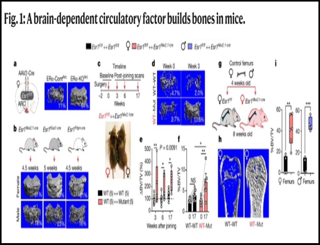 HIDDEN HORMONE BOOSTS MATERNAL BONE HEALTH - UPSC