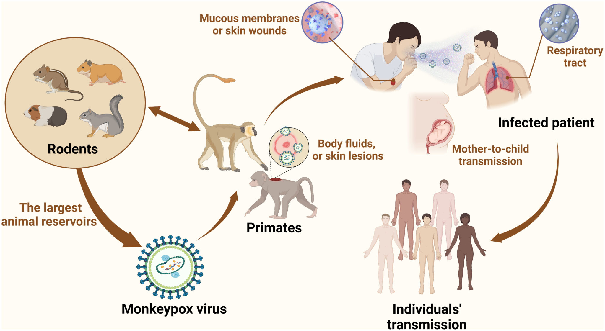 COMPREHENSIVE OVERVIEW OF MONKEYPOX ORIGIN, TRANSMISSION, SYMPTOMS