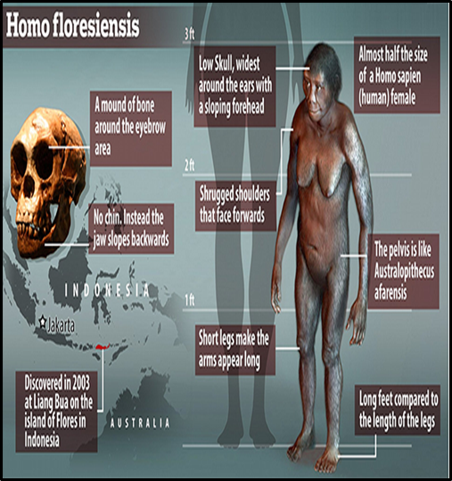 NEW FINDINGS REVEAL INSIGHTS INTO "HOBBIT" EVOLUTION - UPSC