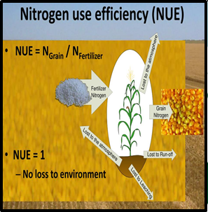 RICE VARIETIES SHOW WIDE NITROGEN USE EFFICIENCY - UPSC