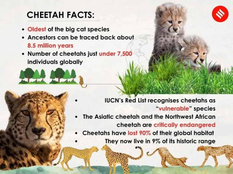 Cheetah Facts 