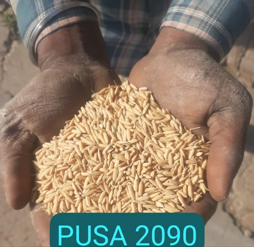 Exploring the Potential of Pusa-2090 rice variety 