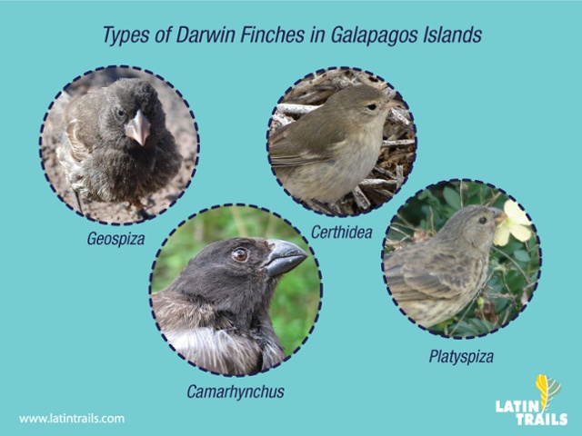 Darwin's Finches Reveal Ecology's Role in Speciation