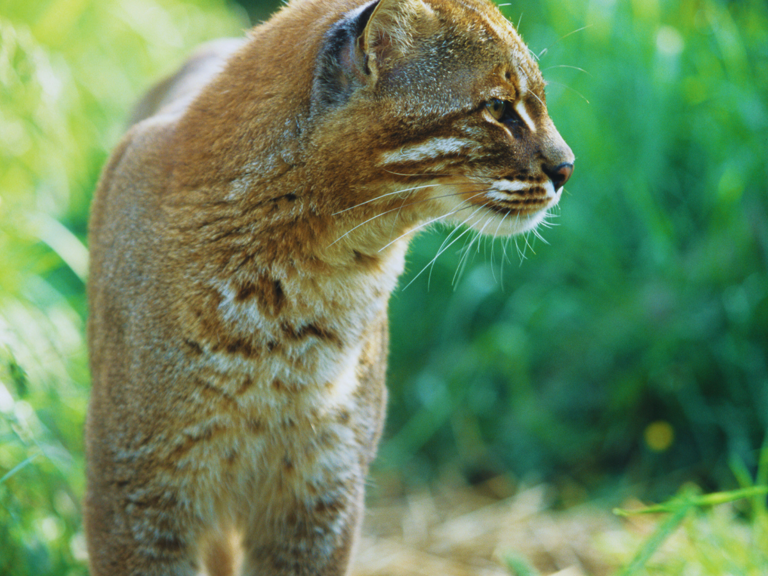 Asiatic Golden Cat Rediscovered in Assam's Manas National Park