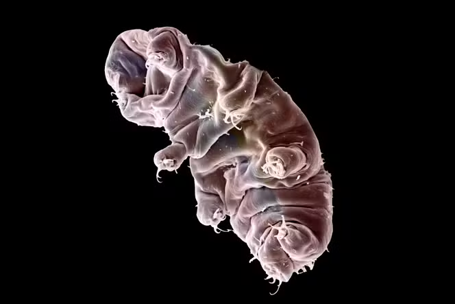 Genetic Mechanisms in Tardigrades Enable Extreme Radiation Resistance