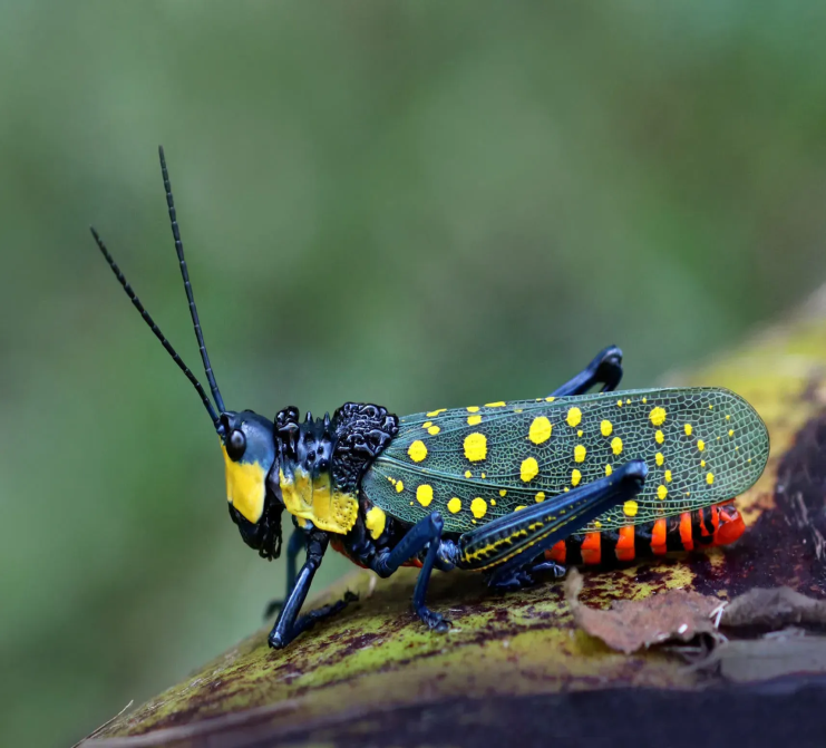 Spotted Locust Infestation Threatens Kerala's Agricultural Lands