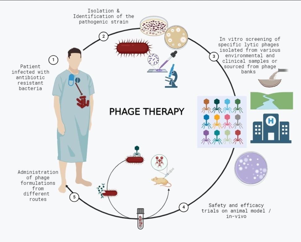 Phage Theraphy: Promising Solution to Anti-Microbial Resistance