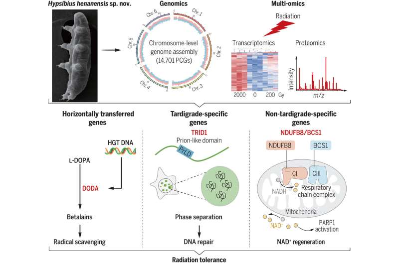 New Tardigrade Species Unveils Radiation Survival Mechanisms