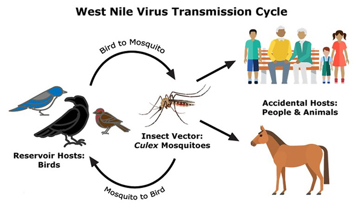 West Nile Fever Outbreak Alarms Global Health Authorities