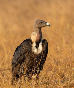 Long-Billed Vultures Show Recovery in Mudumalai Reserve