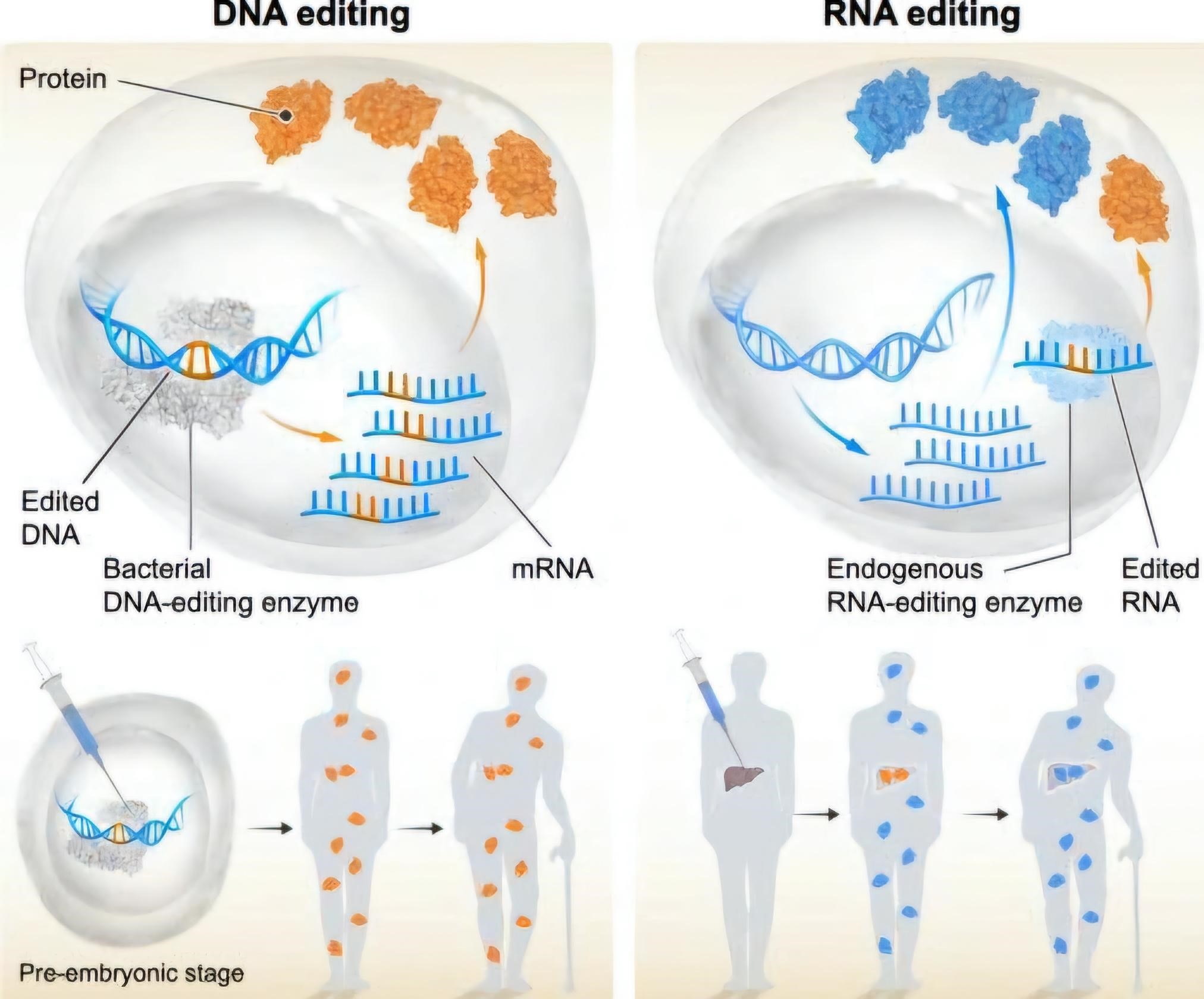 RNA Editing: A Revolutionary Leap  