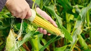 Genetically Modified (GM) Crops: A Comprehensive Overview