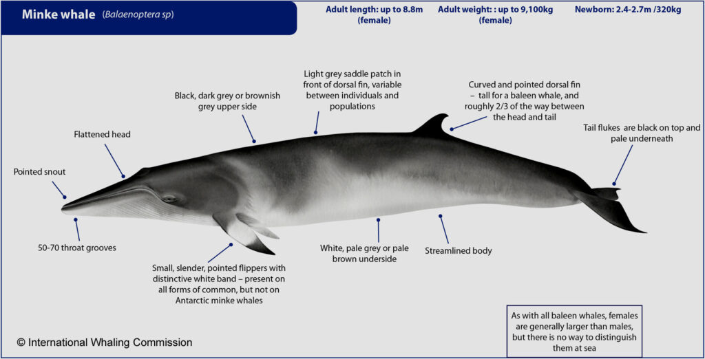 Minke Whales' Remarkable Hearing Range Unveiled by Scientists