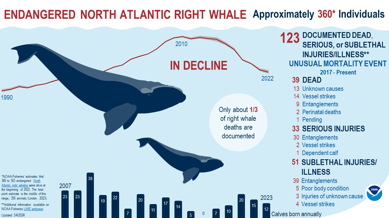 North Atlantic Right Whales Show Small but Vital Recovery