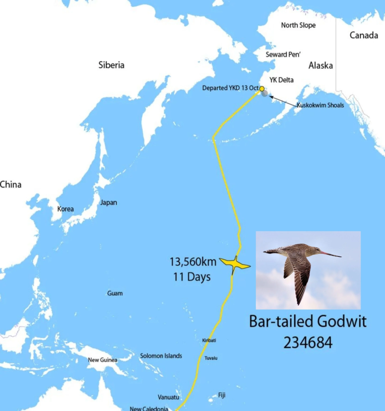 Bar-Tailed Godwit: Record-Breaking Migratory Bird Journey