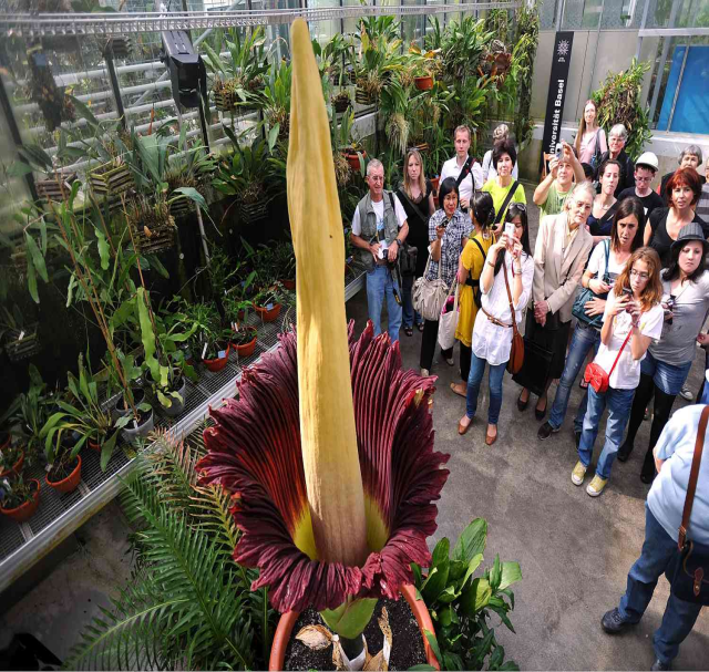 Rare Bloom of Titan Arum, the Corpse Flower, in Geelong