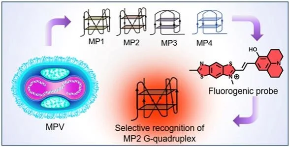 Scientists Develop Precise Molecular Probe for Monkeypox Detection