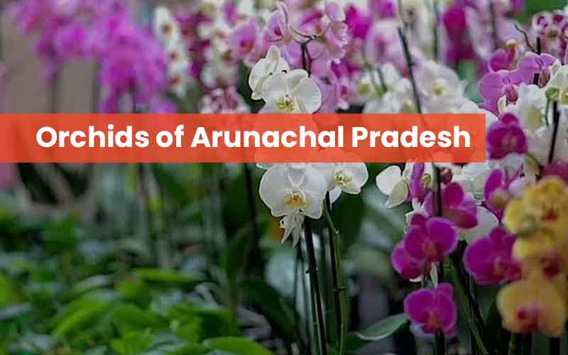 Arunachal Pradesh: India’s Orchid State and Biodiversity Haven