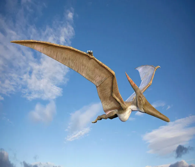 New Pterosaur Discovery Sheds Light on Early Flight