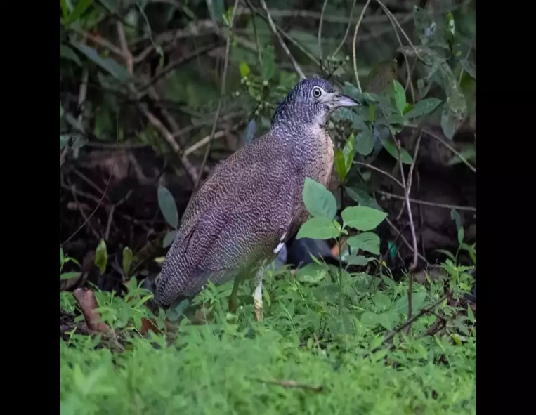 Malayan Night Heron Sighting in Tamil Nadu