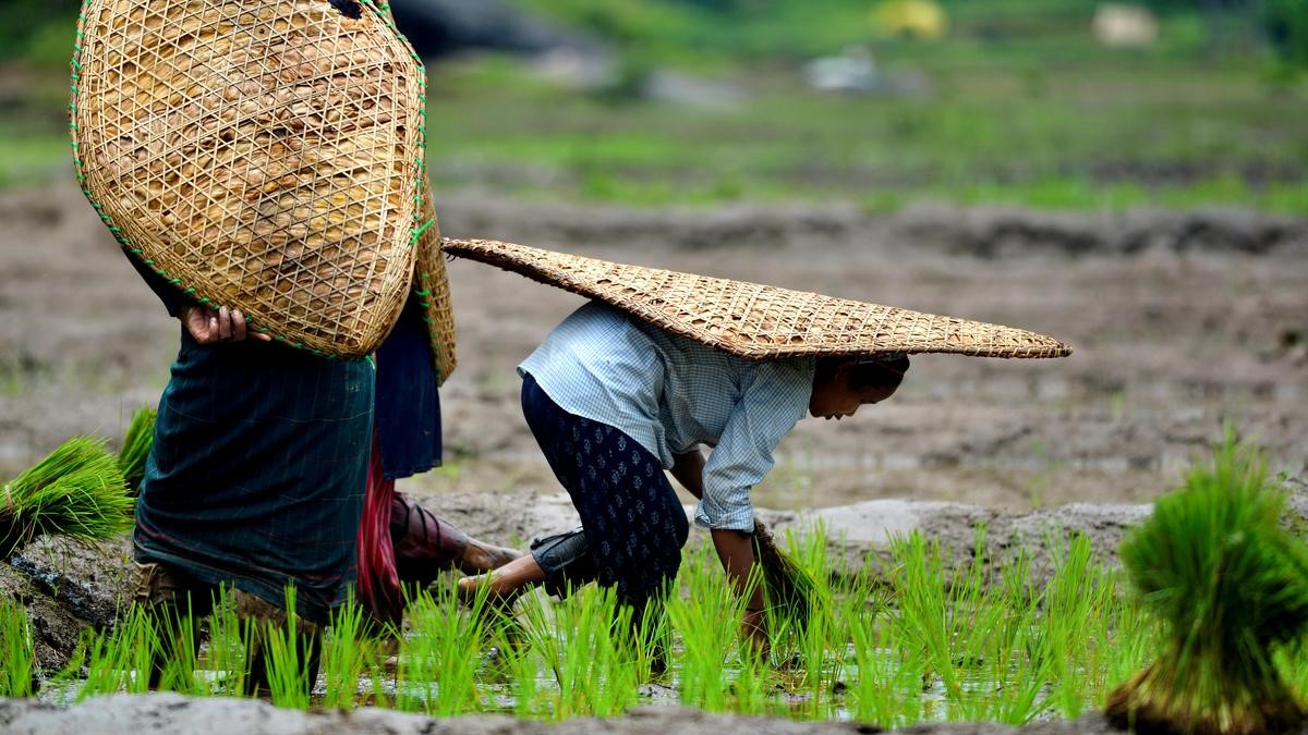 Strengthening the Roots of India's Agri-Carbon Market