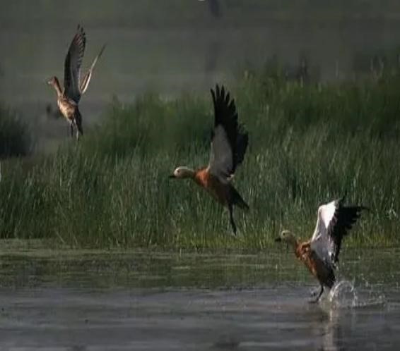 Severe Decline in Bird Species at Assam Sanctuary