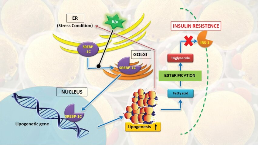 JNU Team Identifies Hsp70's Role in Disease Spread