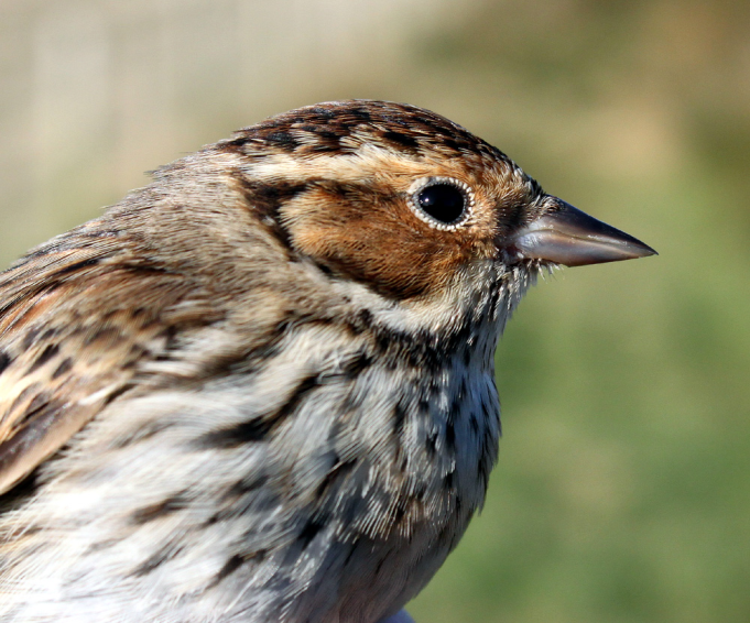 Little Bunting: A Migratory Bird of Eurasia