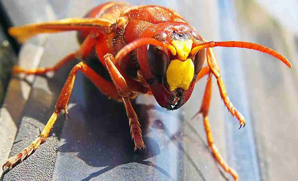 US Eradicates Invasive 'Murder Hornets' Threat to Ecosystems