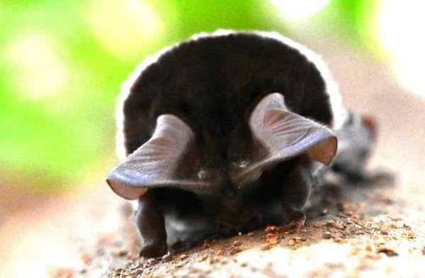 RARE SPECIES OF BAT SPOTTED IN YAMUNA BIODIVERSITY PARK