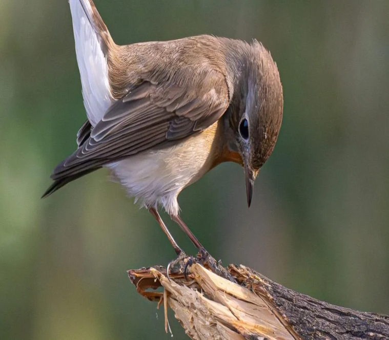 Red-breasted Flycatcher Migrates to India for Winter