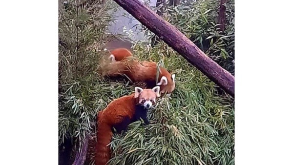 Red Pandas Relocated to Darjeeling for Conservation Effort