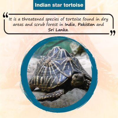 Indian Star Tortoise: Conservation Challenges and Biodiversity