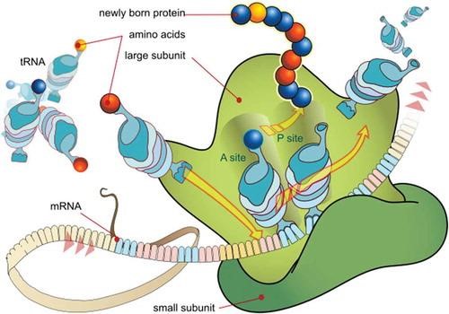 RNA Therapeutics for Retinal Diseases: India’s Preparedness