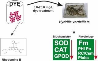 Hidden Risks of Rhodamine B in Consumables