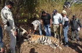 Modern Techniques for Tranquilizing and Capturing Tigers