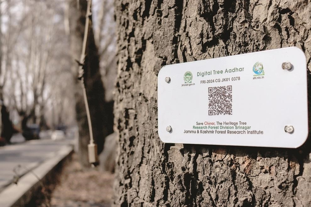 J&K Assigns Aadhaar to Preserve Iconic Chinars