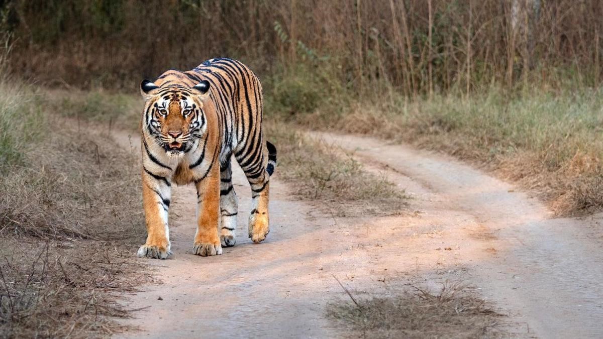 Nepal Proposes Gifting Tigers Amid Conservation Success