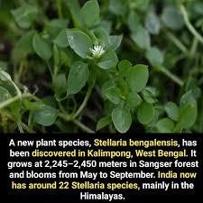 Researchers Discover New Plant Species Stellaria Bengalensis