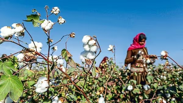 India Launches Mission to Boost ELS Cotton Production