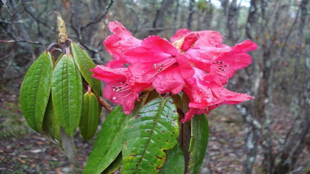 Endangered Rhododendron wattii Found in Dzukou Valley