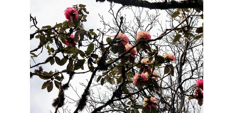 Endangered Rhododendron wattii Found in Dzukou Valley