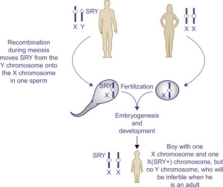 Exceptional SRY Gene Cases Redefine Sex Determination