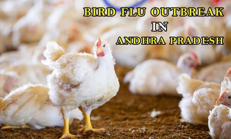 Bird Flu Outbreak in Andhra Pradesh: Impact and Response