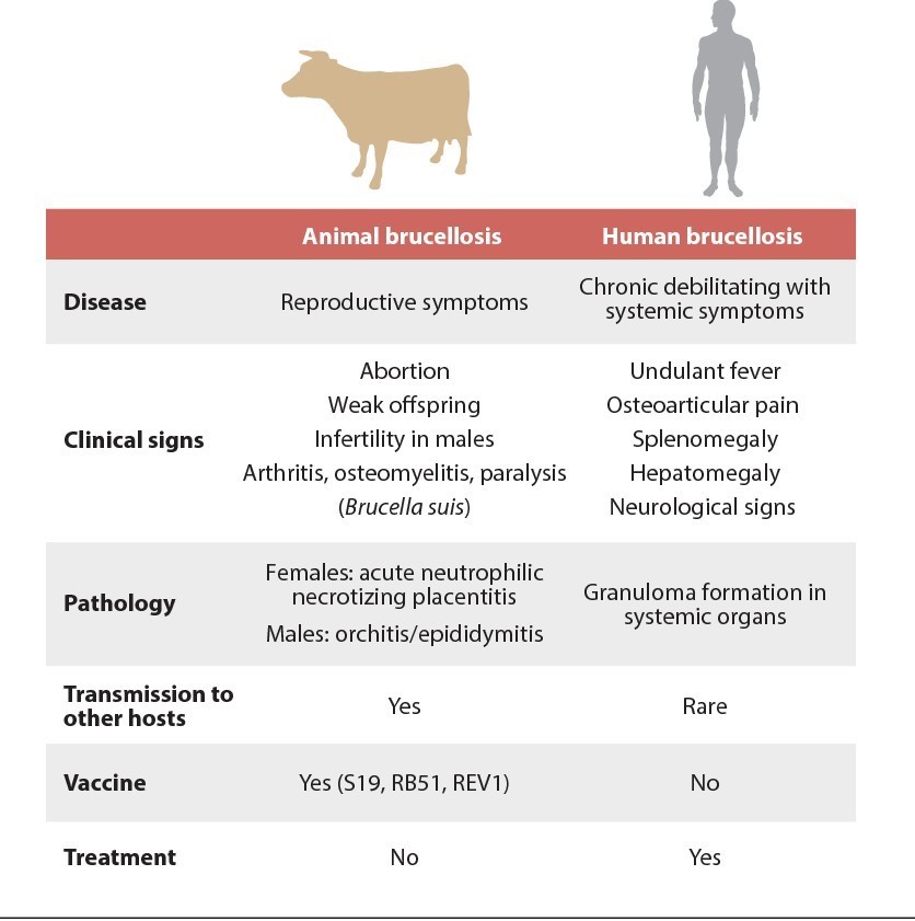 Brucellosis: Zoonotic Threat, Prevention for Human Health