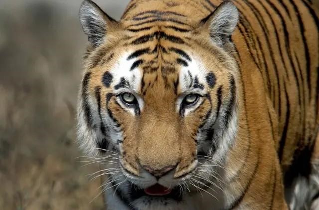 India's Tiger Population Rises by 30% in 20 Years