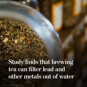 Tea Leaves Naturally Remove Heavy Metals from Water: Study